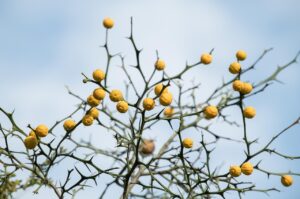 恋愛における品のある女性の振る舞いとは何か？